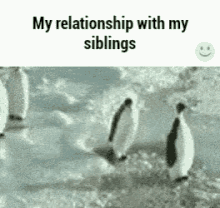 Siblings Penguins GIF - Siblings Penguins GIFs