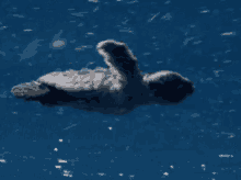 Swimming Turtle GIF - Swimming Turtle GIFs