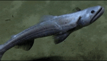 lizardfish deep sea creature