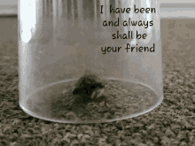 shall be your friend trapped insect