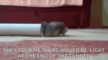 Light At The End Of The Tunnel Tunnel GIF - Light At The End Of The Tunnel Tunnel Hamster GIFs