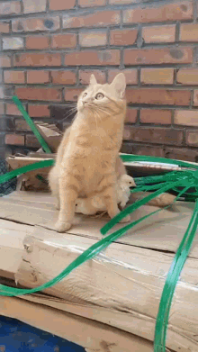 Cat Chicks GIF - Cat Chicks Protect GIFs