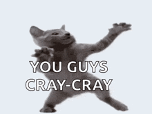 a cat is dancing with the words `` you guys cray-cray '' written below it .