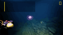 Rarely Seen Jellyfish World Jellyfish Day GIF