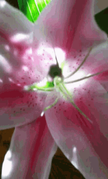 Lily Flower GIF