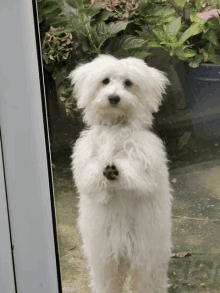 Let Me In GIF - Let Me In GIFs