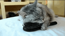That'S The Stuff GIF - Cats Itch Scratch GIFs