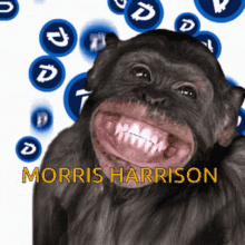 Morris Harrison Memes GIF - Morris Harrison Memes Funny GIFs