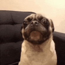 a pug dog is sitting on a couch with its mouth open and looking at the camera .