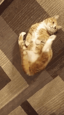Cat Upsidedown GIF - Cat Upsidedown Weird GIFs