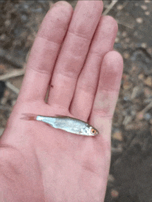 a person is holding a small fish in their palm