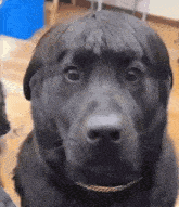 a black dog with a fringe on its head is looking at the camera