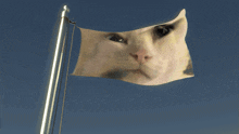 Nepunator Cat GIF - Nepunator Cat Flag GIFs