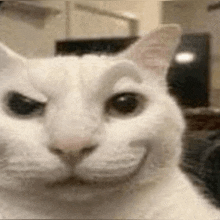 a close up of a white cat making a face .