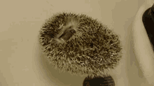 Floating By GIF - Hedgehogs Swimming Floating GIFs
