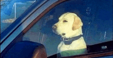 a yellow dog is sitting in the driver 's seat of a car .