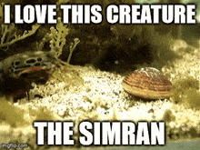 a picture of a fish and a seashell with the caption i love this creature the simran
