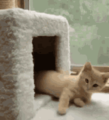 Cat Cute Cat GIF - Cat Cute Cat Funny Animals GIFs