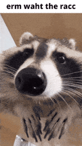 Erm What The Sigma Raccoon GIF