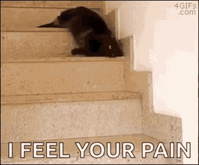 Cat Lazy GIF - Cat Lazy Feeling Your Pain GIFs