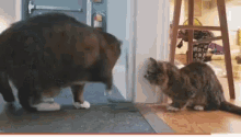 two cats standing next to each other in a room with a fire extinguisher on the wall
