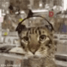 Bouncing Cat Headphones Cat GIF - Bouncing Cat Headphones Cat Music Lover GIFs