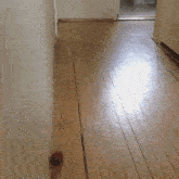 a cat playing with a red ball on a wood floor