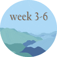 Week3 Week Three To Six Sticker