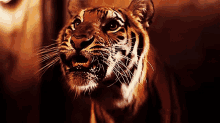 Tiger Smile GIF