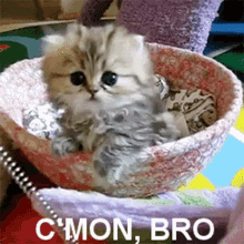 Cmon Bro Kitten GIF - Cmon Bro Kitten Come On GIFs