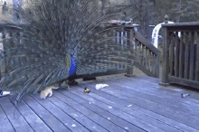 a peacock is standing on a wooden deck with its feathers spread out