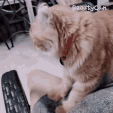 นวด Cat GIF - นวด Cat Massage GIFs