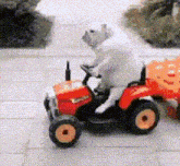 a polar bear is riding a toy tractor with a pumpkin in the back .