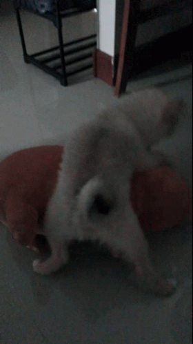 Playtime Dog GIF - Playtime Dog Cute - Discover & Share GIFs