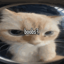 Cat Boobs Boobs GIF - Cat Boobs Boobs Funny Cat GIFs