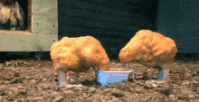 Chicken Chicken Nuggets GIF - Chicken Chicken Nuggets Living Chicken Nuggests GIFs
