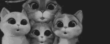 Animal Kittens GIF
