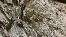 Climbing Snow Leopard Day GIF - Climbing Snow Leopard Day Side GIFs