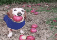 Dog Apple Dog GIF - Dog Apple Dog Apple Sog GIFs