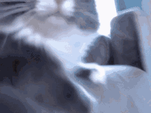 a close up of a cat 's face looking at the camera