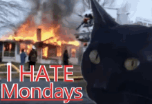 I Hate Mondays Thats So Meana GIF - I Hate Mondays Thats So Meana Black Cat Fire GIFs