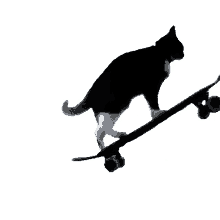 cat skateboard