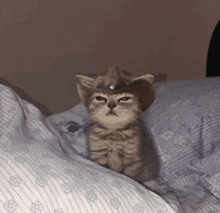 Smug Cat GIF