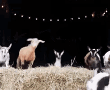 Parkour Deer GIF - Goat Deer Parkour GIFs