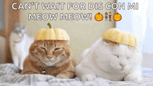 Pumpkin Head GIF - Pumpkin Head Cat GIFs