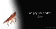 a cockroach is on a black background with the words no gay sex today