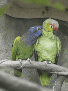 Hi Five Green Parrots GIF - Hi Five Green Parrots Friends GIFs