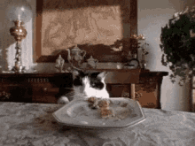 Cat Eat GIF - Cat Eat Plate GIFs