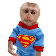 Monkey Monke Baby GIF