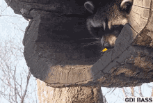 Upvote Raccoon GIF - Upvote Raccoon Magic GIFs